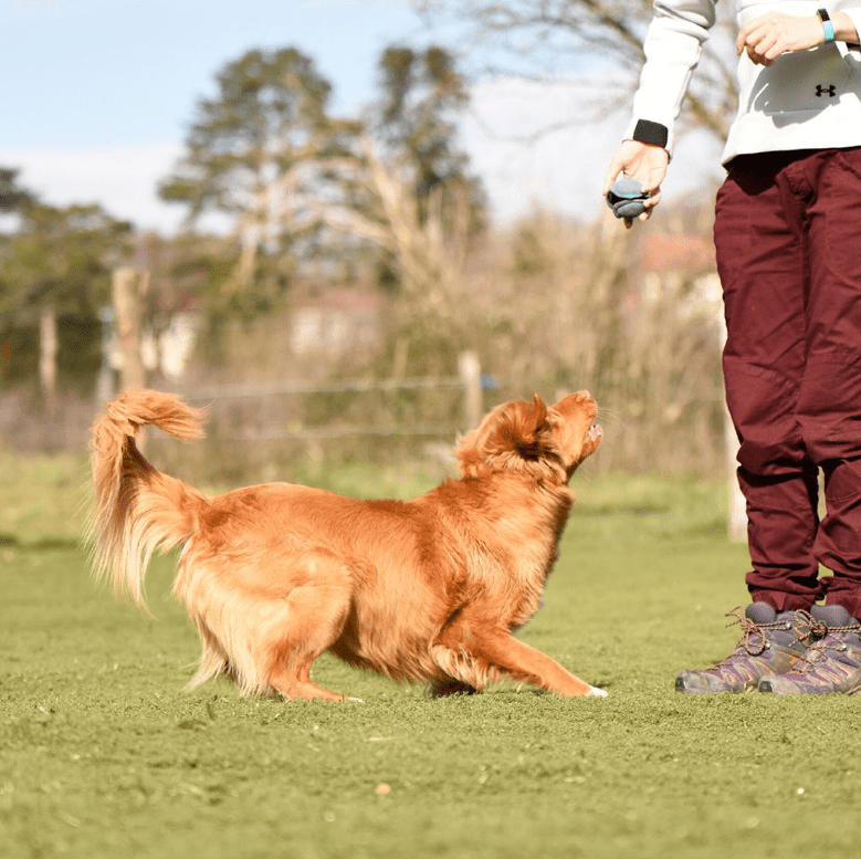 chien qui veut attraper une balle