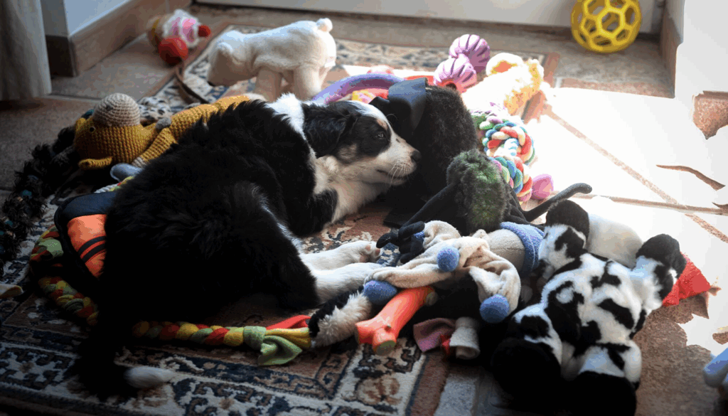 chiot qui dort au milieu des jouets