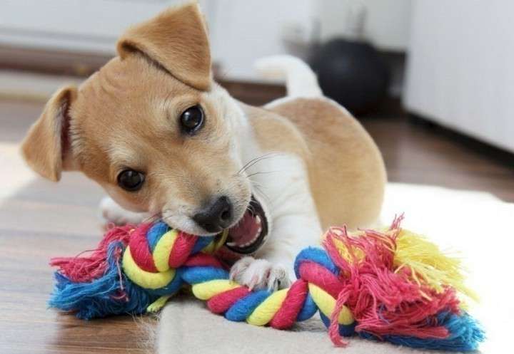 chiot qui mordille un jouet