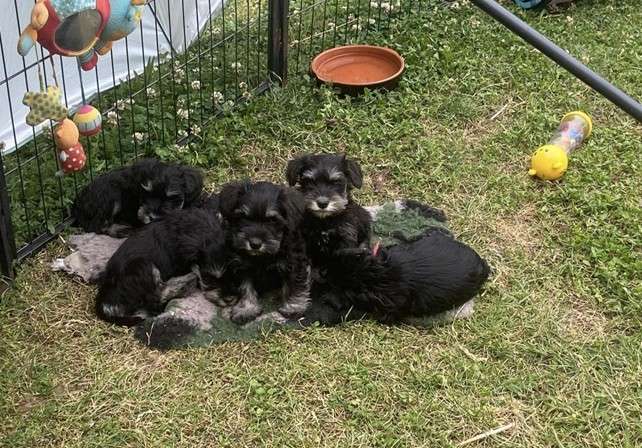 chiots qui se reposent dans un parc fermé