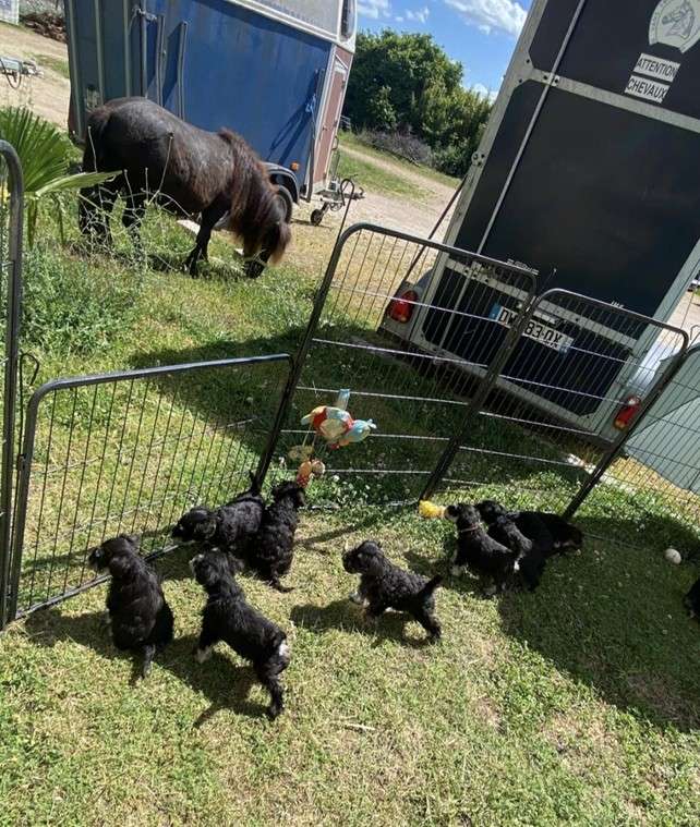 fratrie de chiots qui observe