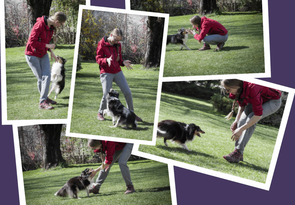 humain jouant avec un chien