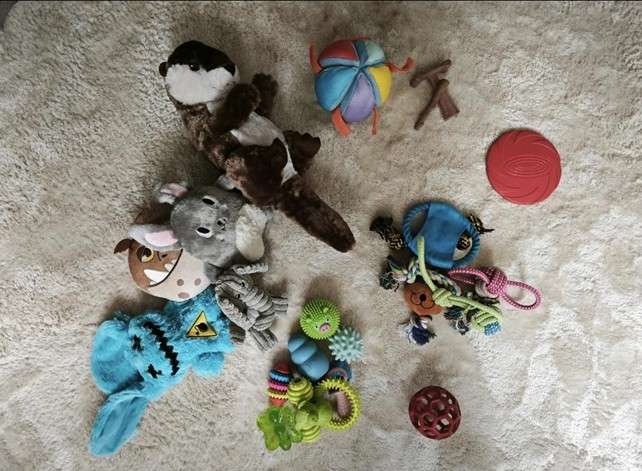 jouets pour chien et chiot