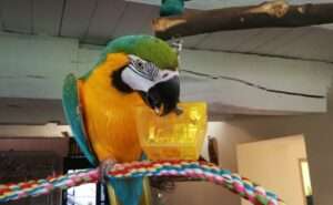 perroquet ouvrant une boite