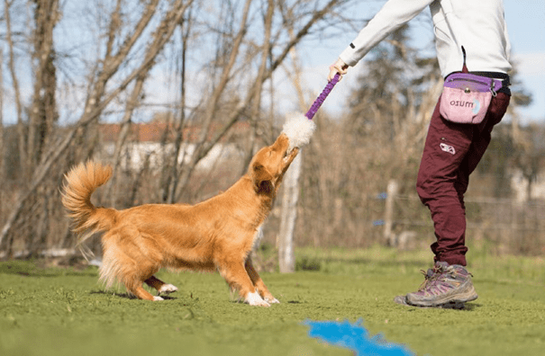 séance de jeu humain chien avec un tug 1