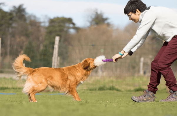 séance de jeu humain chien avec un tug 2