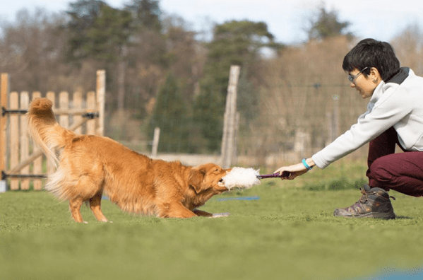 séance de jeu humain chien avec un tug 3