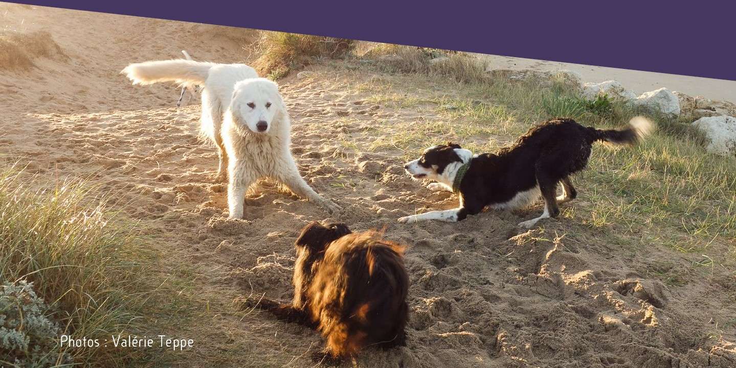 appel au jeu de chiens sur la plage