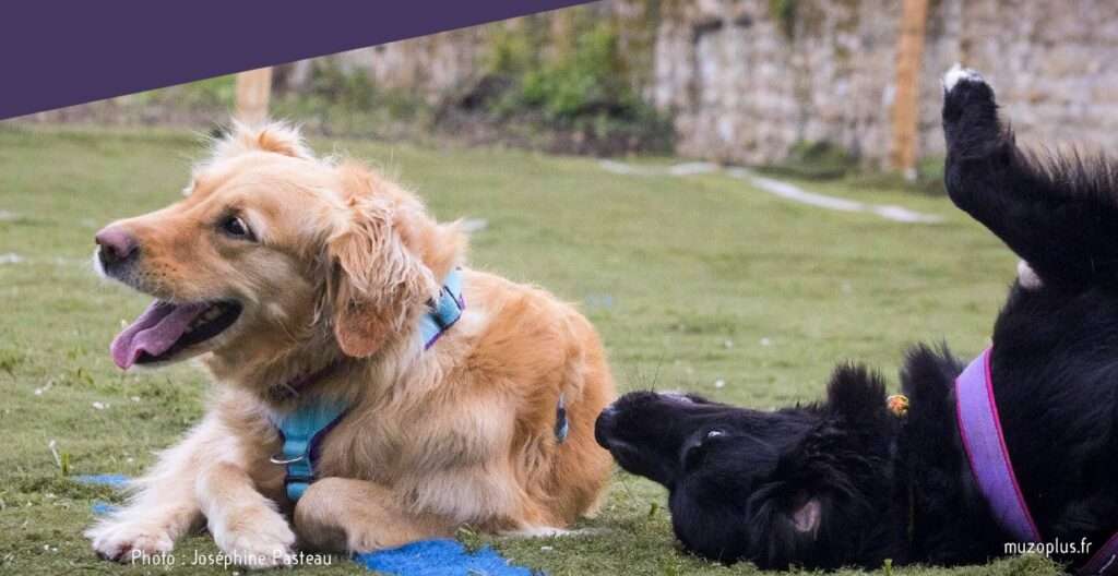 chiens qui jouent allongés au sol