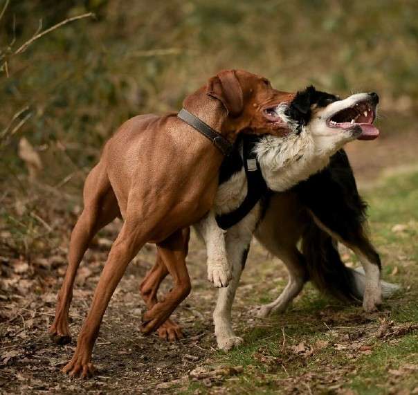 chiens qui jouent en s'attrapant au cou (1)