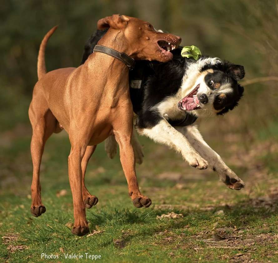 chiens qui jouent en s'attrapant au cou