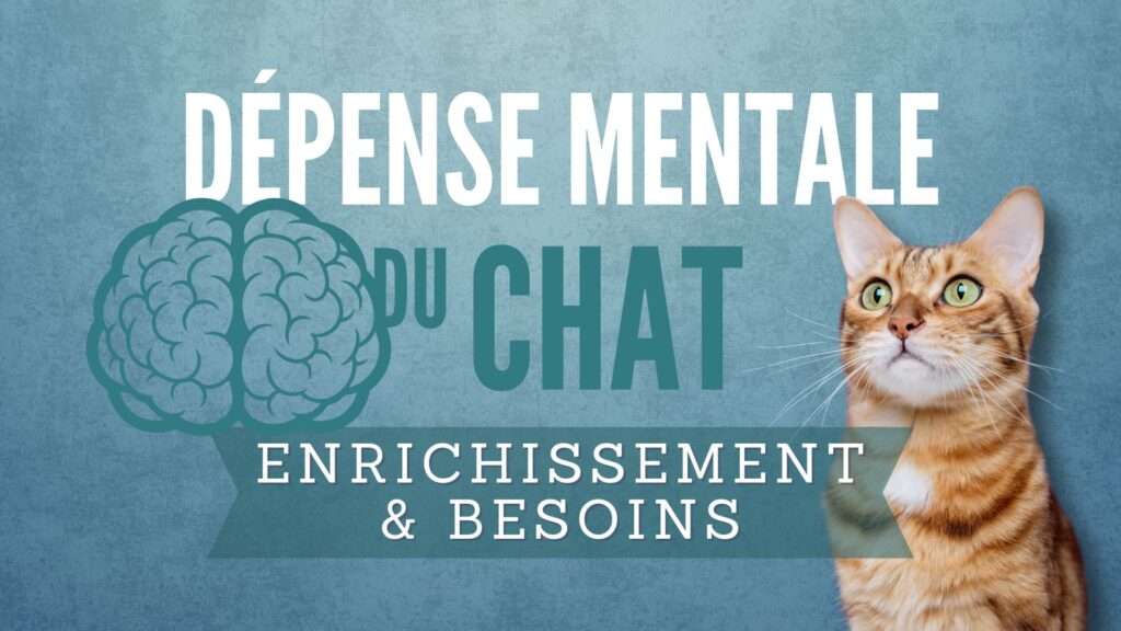 dépense mentale du chat