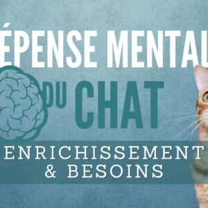 dépense mentale du chat
