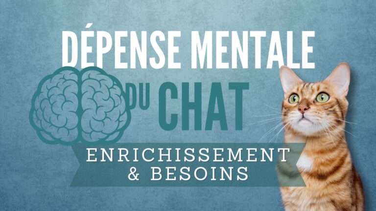 dépense mentale du chat