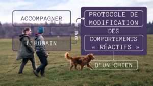 protocole de modif comportement réactif