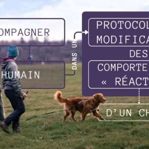 protocole de modif comportement réactif