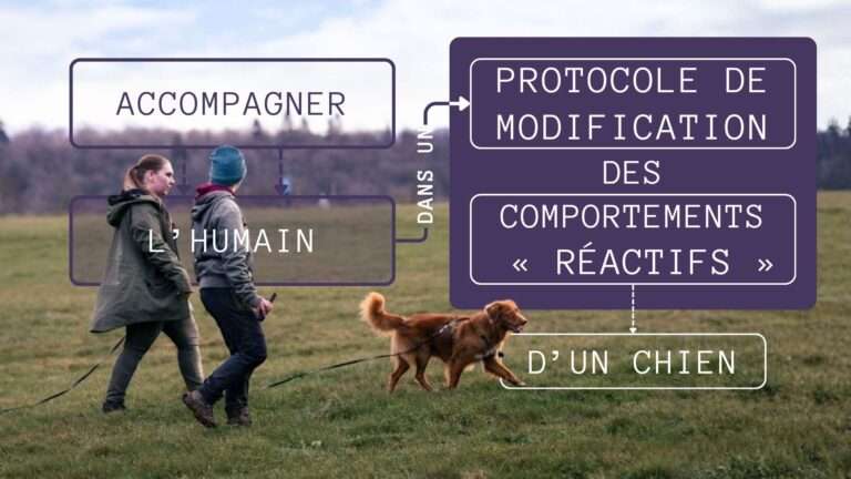 protocole de modif comportement réactif