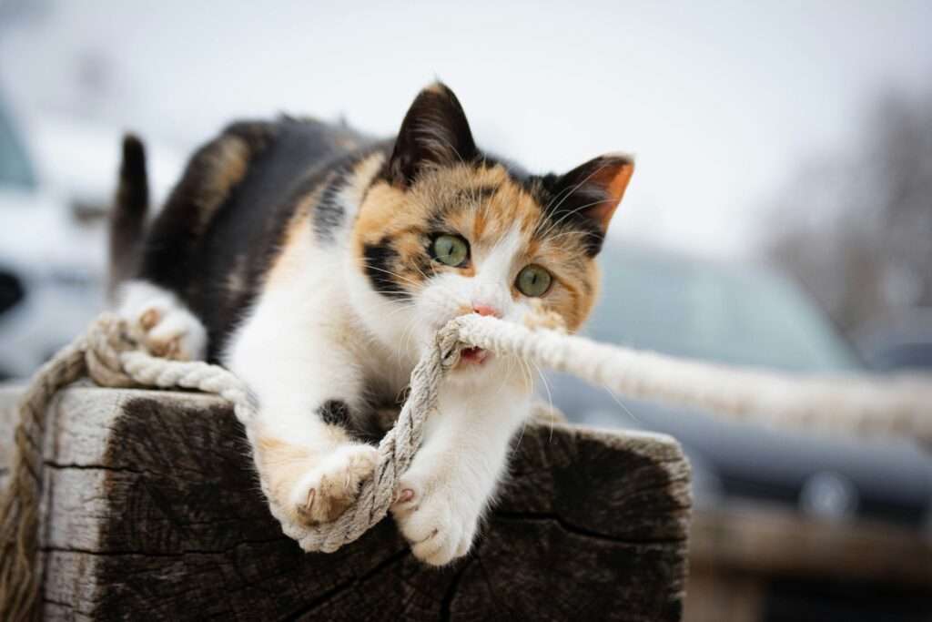 dépense mentale du chat : enrichissement & besoins