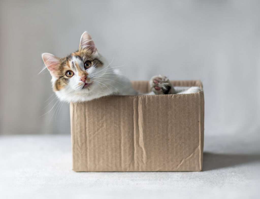 dépense mentale du chat : enrichissement & besoins