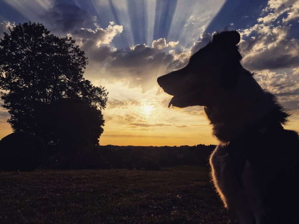 photographier son chien avec son smartphone