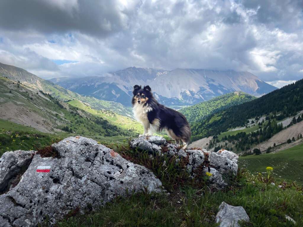 photographier son chien avec son smartphone
