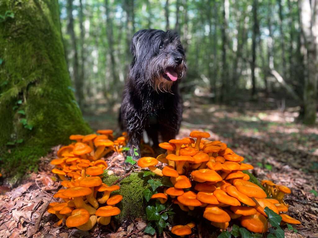 photographier son chien avec son smartphone