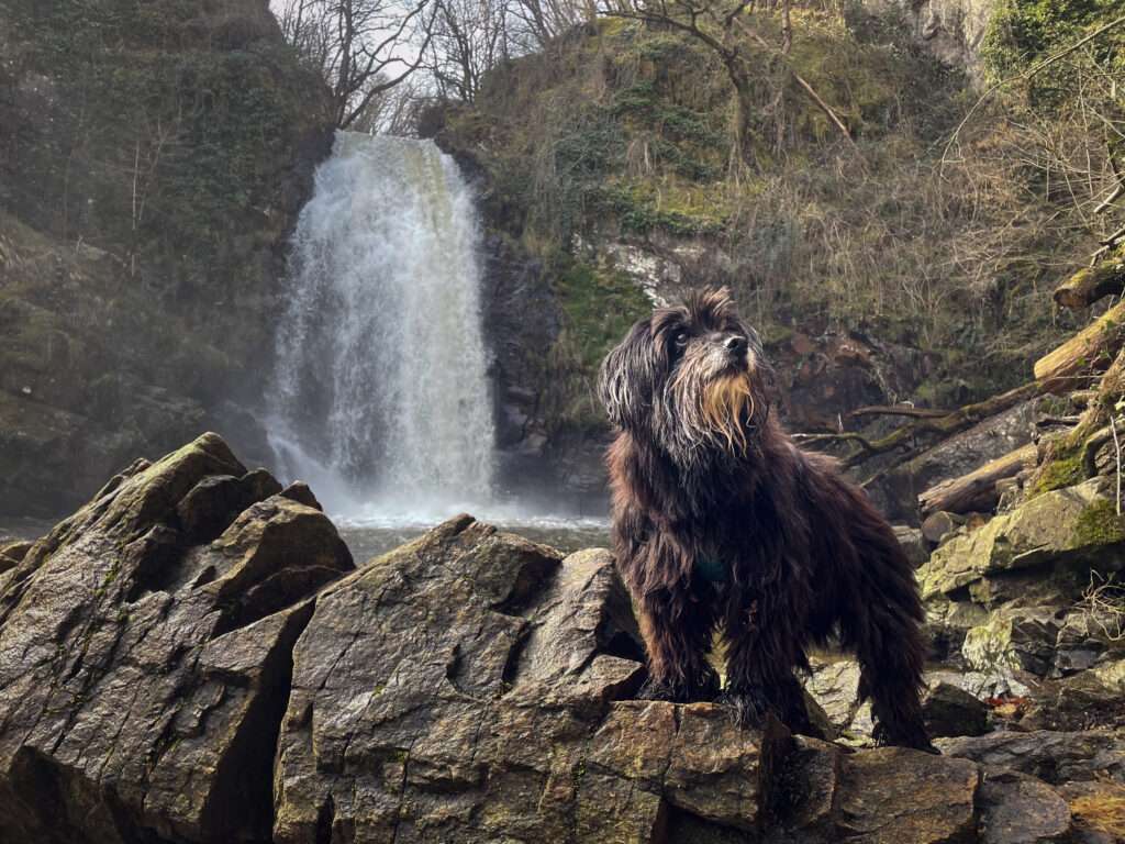 photographier son chien avec son smartphone