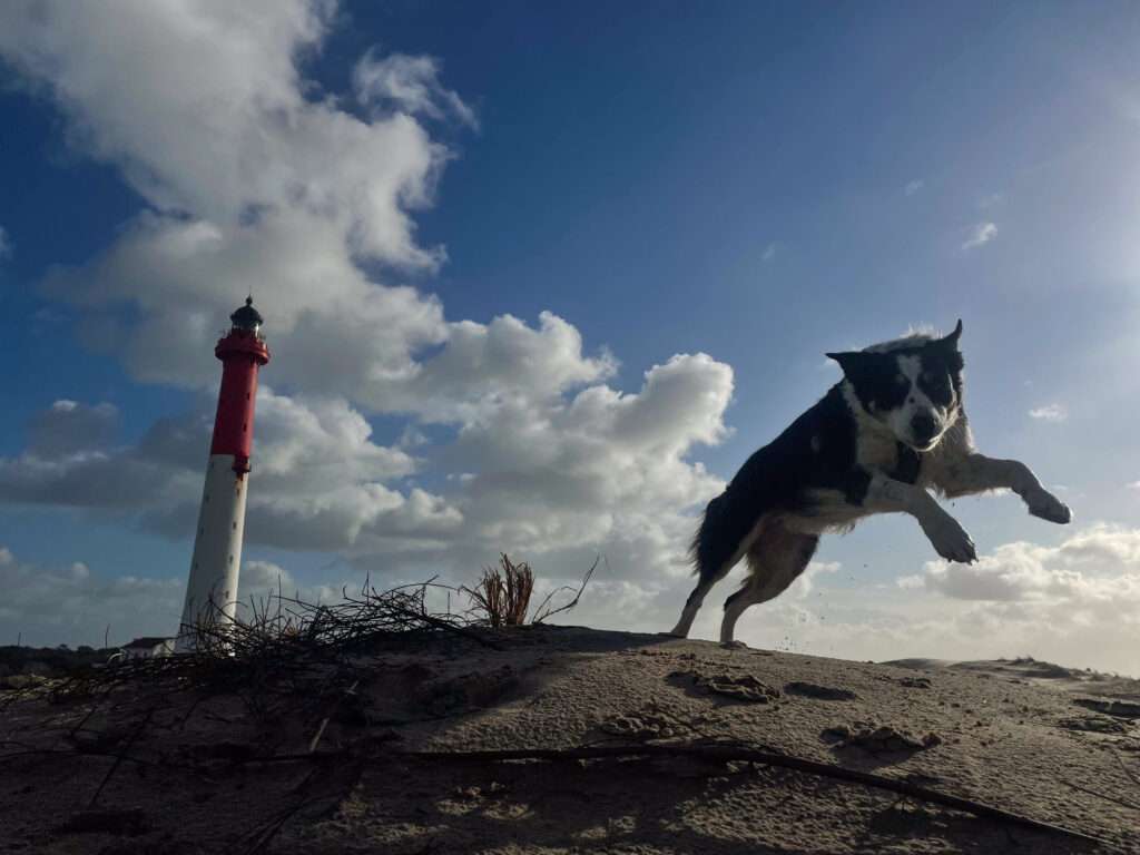 photographier son chien avec son smartphone