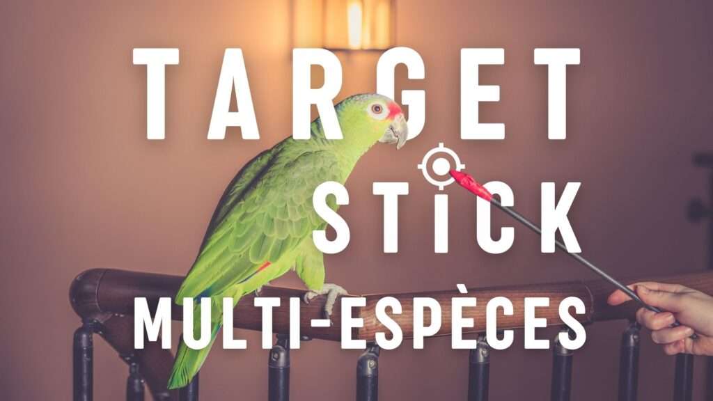 vignette target stick multi especes