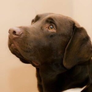 Photo de Profil de Julie