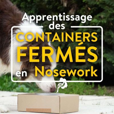 apprentissage des containers fermés en nosework